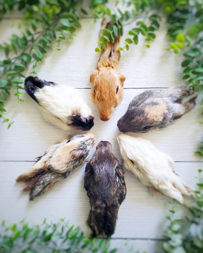 Rabbit Head by Naked Beasts, Inc Rabbit Naked Beasts