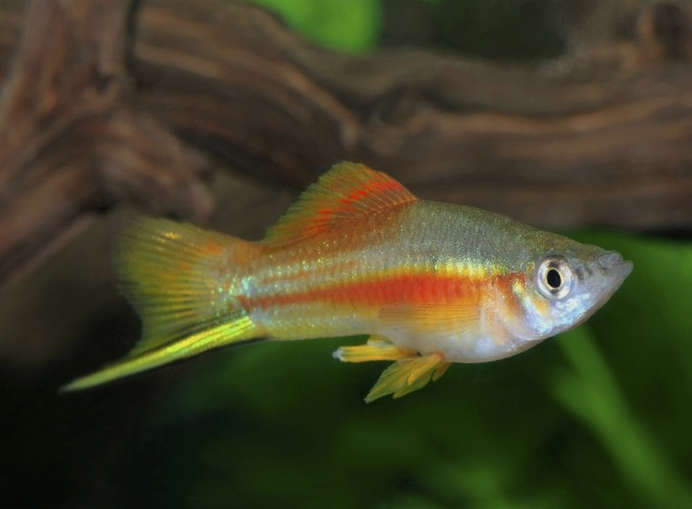 Neon Swordtail SWORDTAIL Danaqua Live Fish & More
