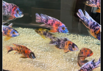 OB Peacock Cichlids AFRICAN CICHLIDS Danaqua Live Fish & More