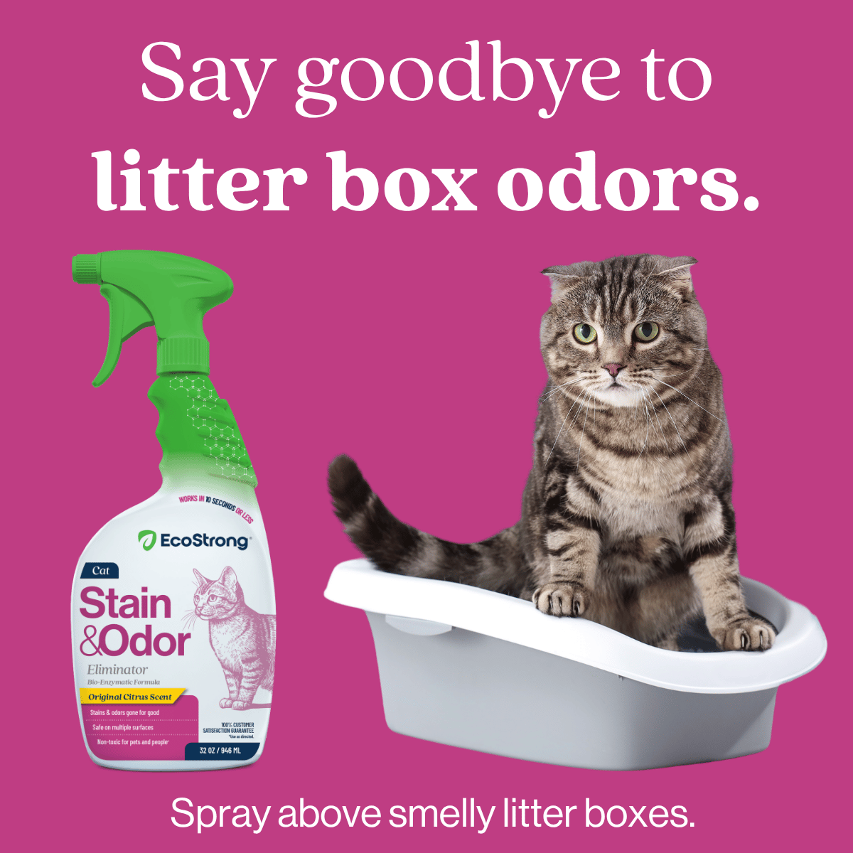 Cat Stain and Odor Eliminator Pet & Animal > Cat Stain & Odor EcoStrong