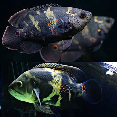 Wild Oscar 2.5"-3" AMERICAN CICHLID Danaqua Live Fish & More