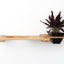 Cat Plant Stand for Wall Natural Bamboo 18" Escape Hatch Cat shelves/bed Catastrophic Creations