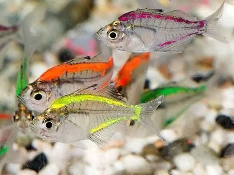 Glass Fish Painted TETRA Danaqua Live Fish & More