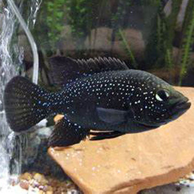 Polleni Cichlid (Starry Night Cichlid) AFRICAN CICHLIDS Danaqua Live Fish & More