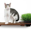 Cat Plant Stand for Wall English Chestnut Bamboo 18" Solid Shelf Cat shelves/bed Catastrophic Creations