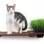 Cat Plant Stand for Wall English Chestnut Bamboo 18" Solid Shelf Cat shelves/bed Catastrophic Creations