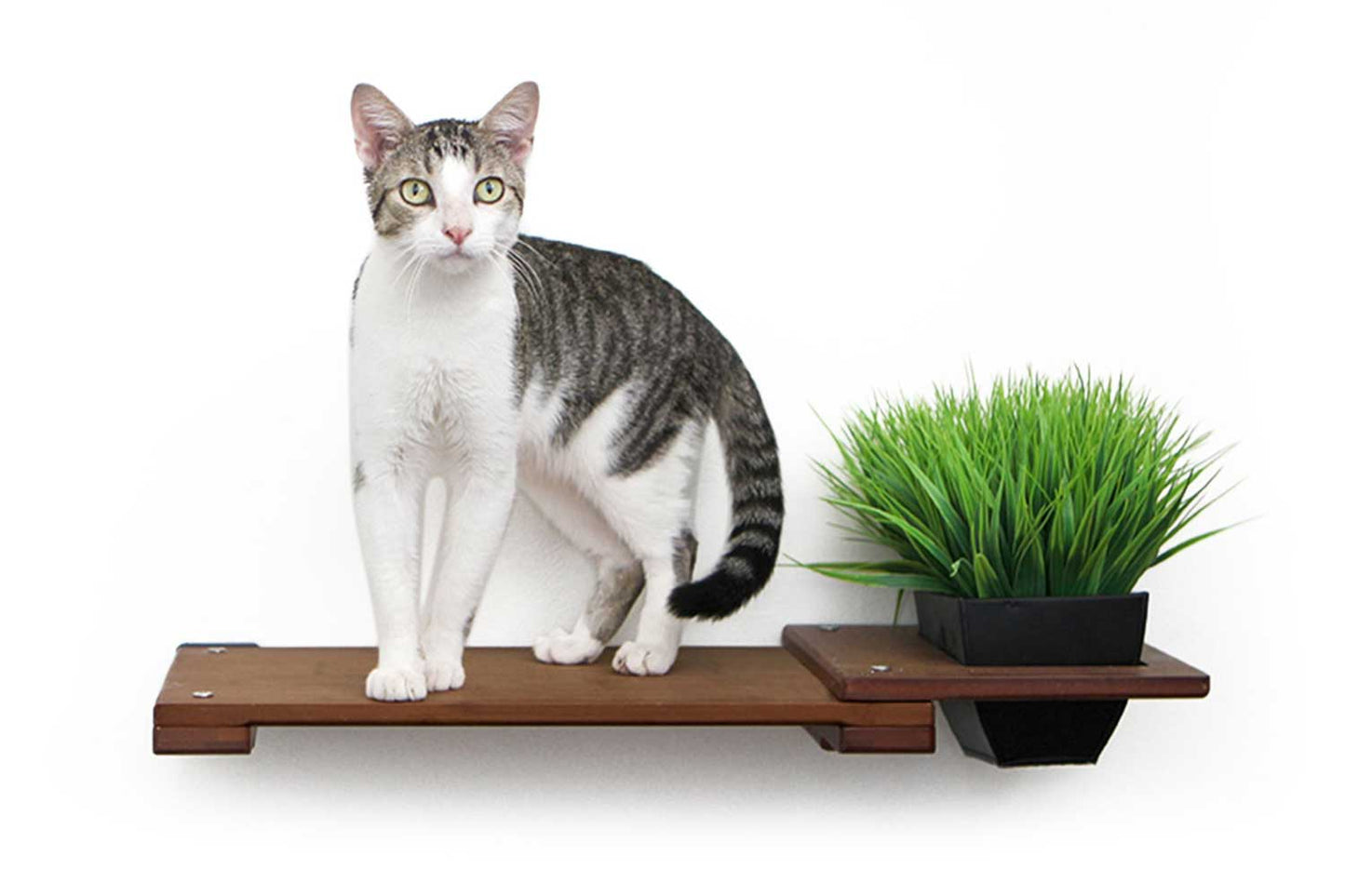 Cat Plant Stand for Wall English Chestnut Bamboo 18" Solid Shelf Cat shelves/bed Catastrophic Creations