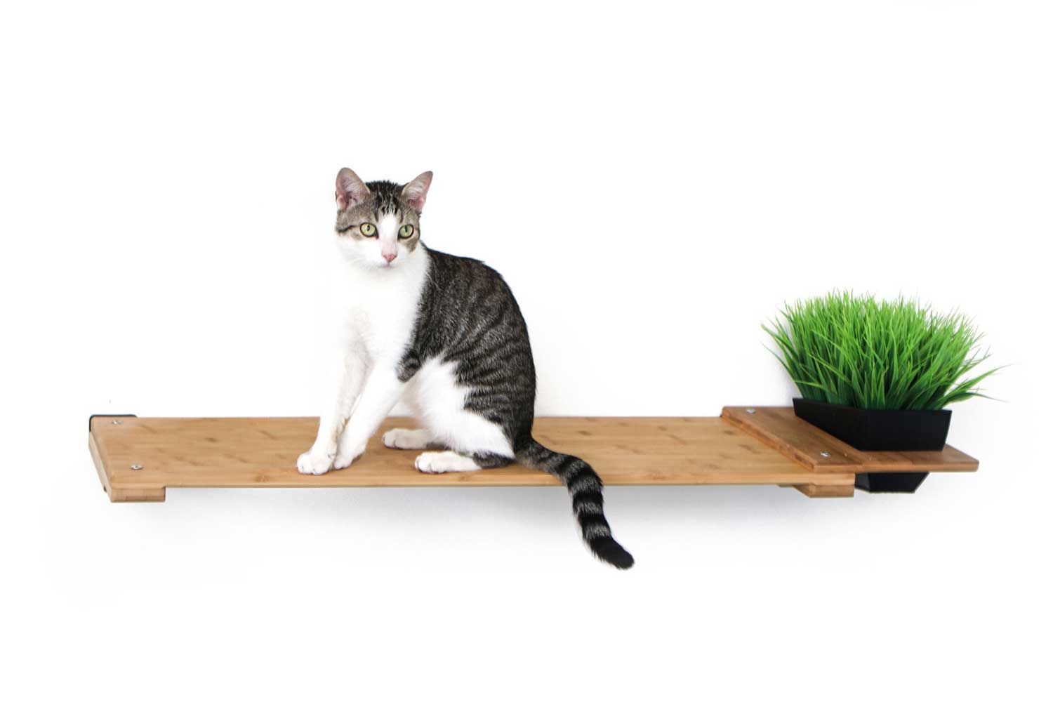 Cat Plant Stand for Wall Cat shelves/bed Catastrophic Creations