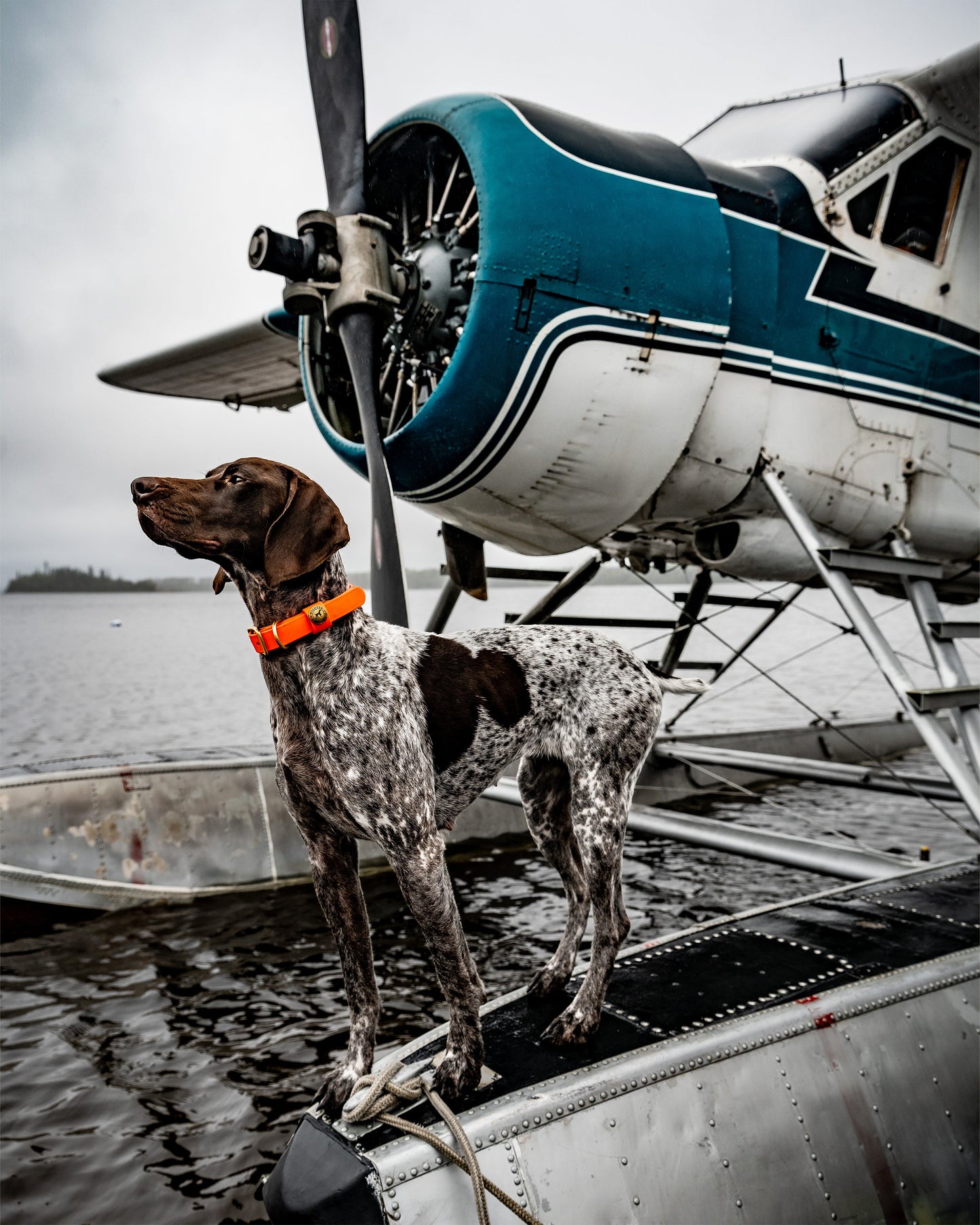 Sporting Dog Collar - Blaze Orange Dog Supplies Pointer Traditions