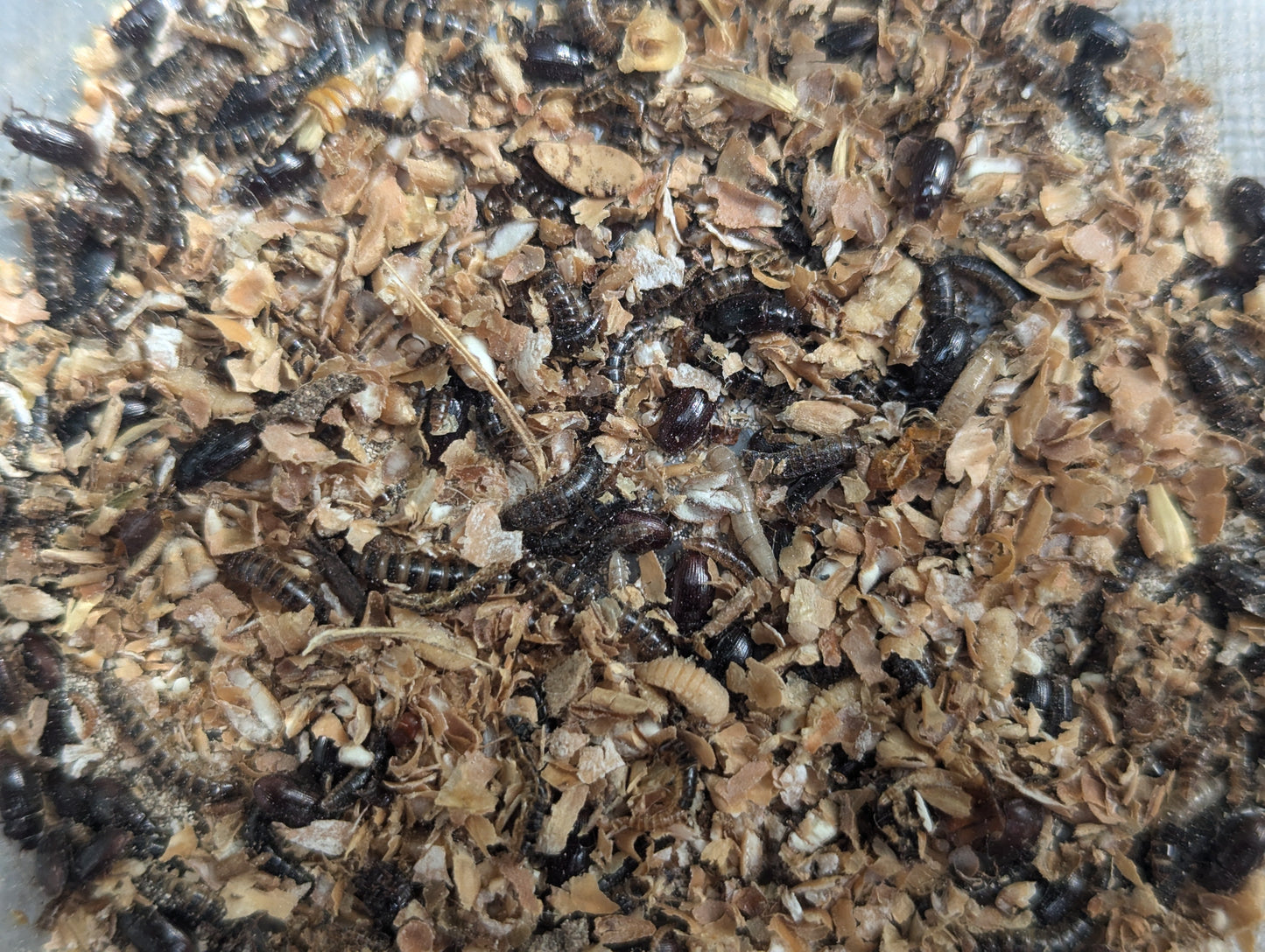 Live Organic Lesser/Buffalo Mealworms Hive Queen Insects