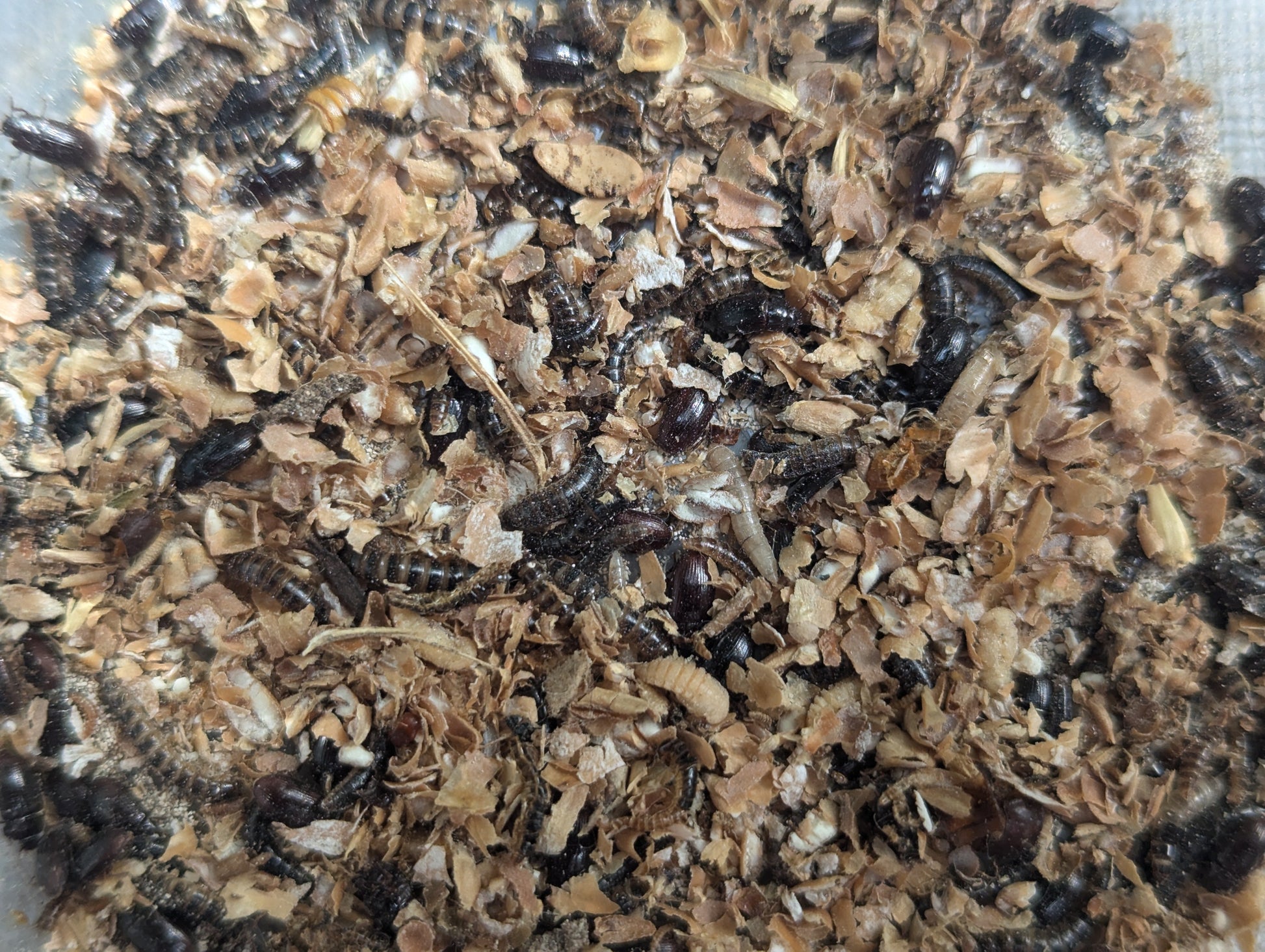 Live Organic Lesser/Buffalo Mealworms Hive Queen Insects