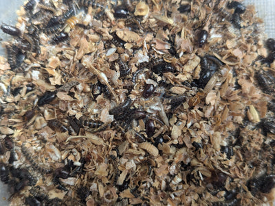 Live Organic Lesser/Buffalo Mealworms Hive Queen Insects