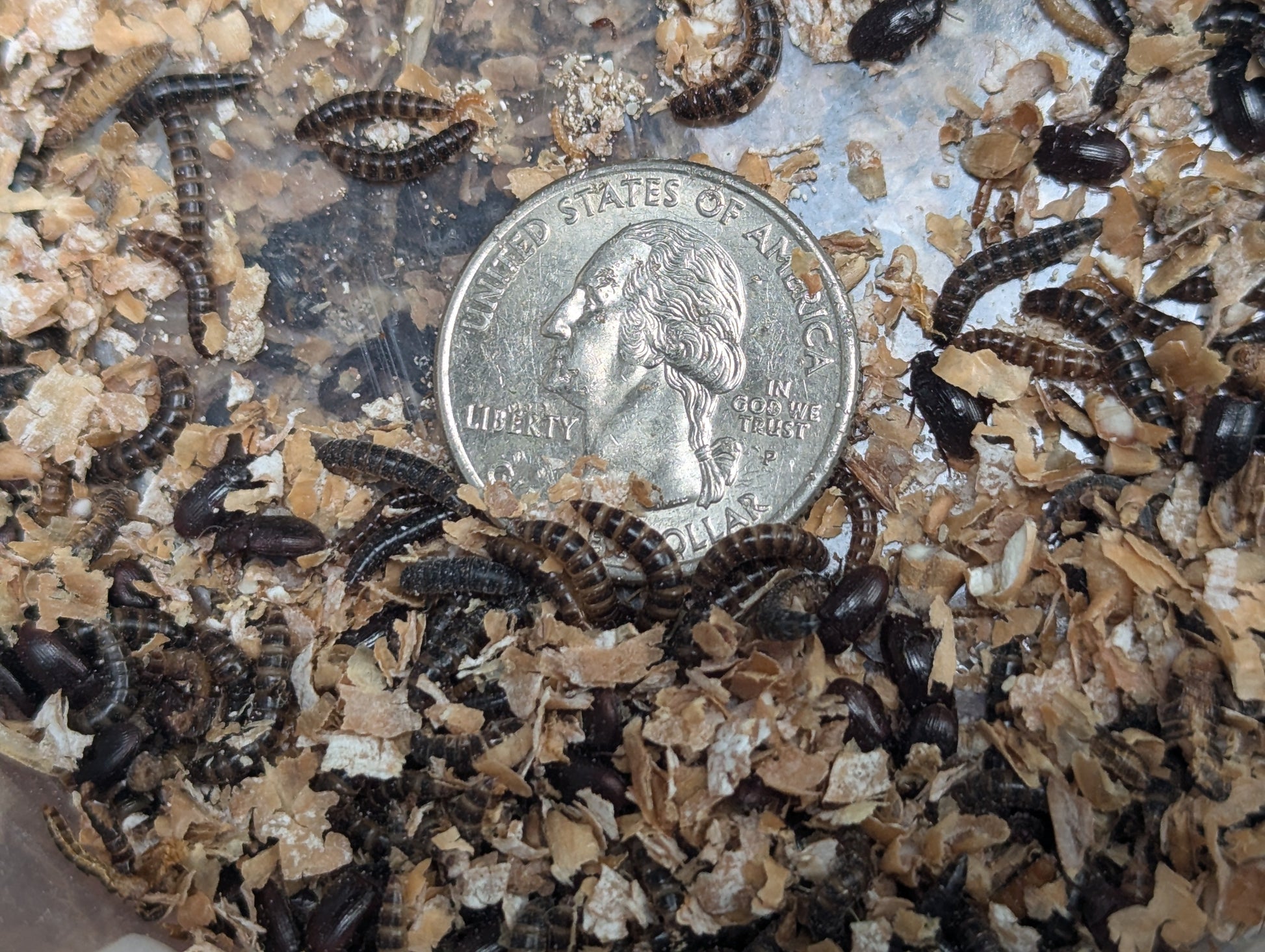 Live Organic Lesser/Buffalo Mealworms Hive Queen Insects