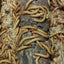 Live Organic Mealworms Feeder Insect Hive Queen Insects