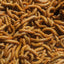 Live Organic Mealworms Feeder Insect Hive Queen Insects