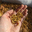 Live Organic Mealworms Feeder Insect Hive Queen Insects