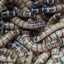 Live Organic Superworms Hive Queen Insects