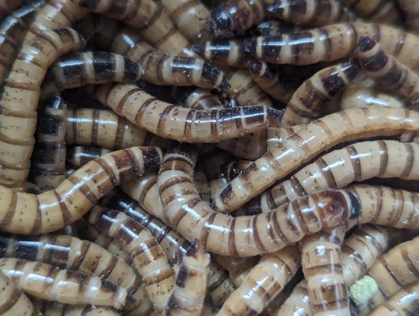 Live Organic Superworms Hive Queen Insects
