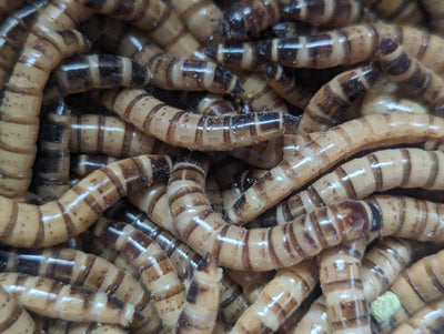 Live Organic Superworms Hive Queen Insects
