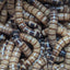Live Organic Superworms Hive Queen Insects