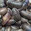 Live Organic Dubia Roaches Extra Large - 1+ inch Feeder Insect Hive Queen Insects