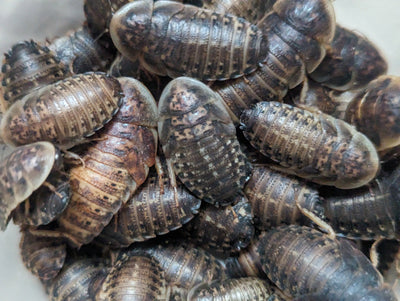 Live Organic Dubia Roaches Extra Large - 1+ inch Feeder Insect Hive Queen Insects