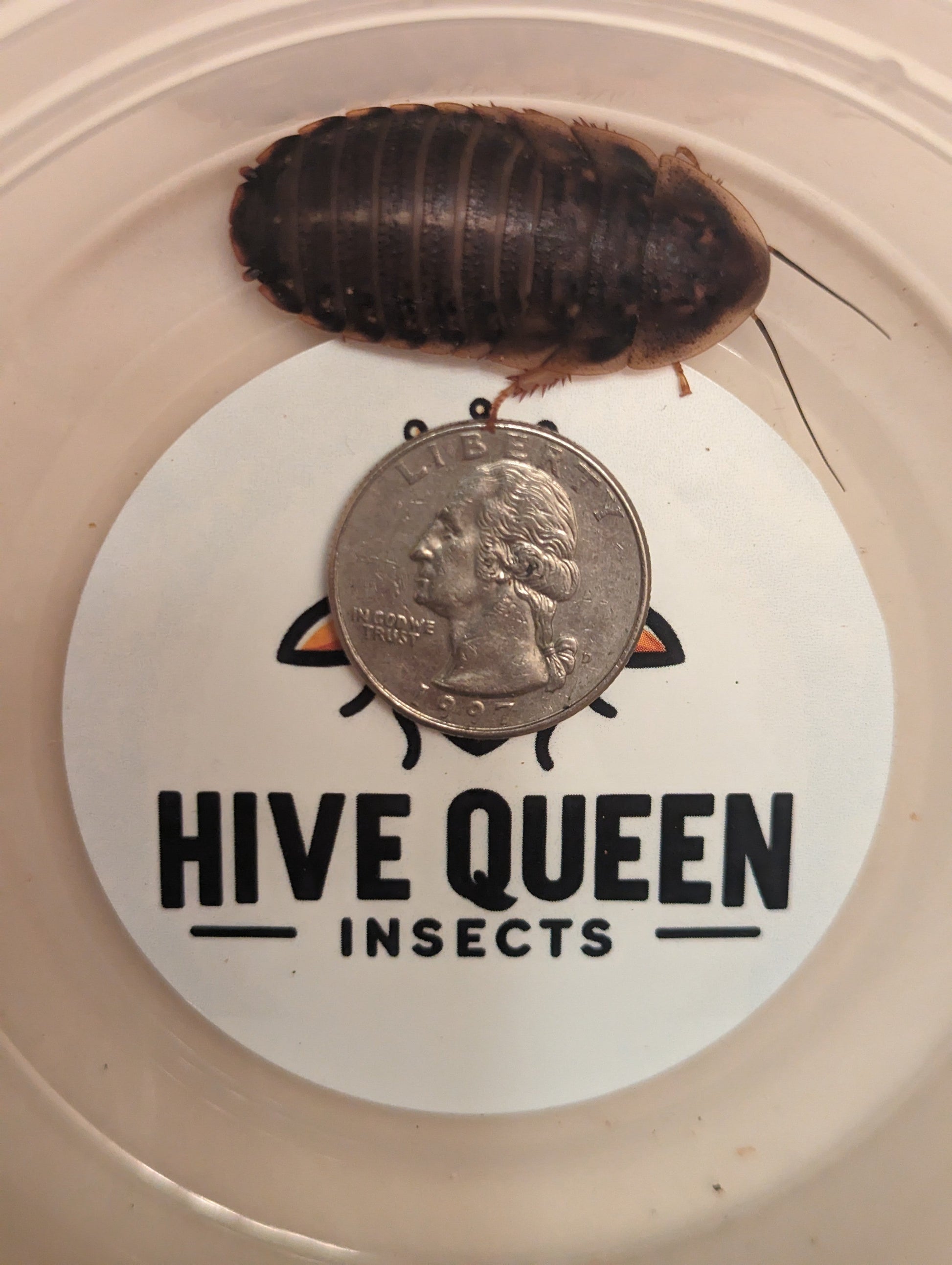 Live Organic Dubia Roaches Large - 3 4 to 1 inch Feeder Insect Hive Queen Insects