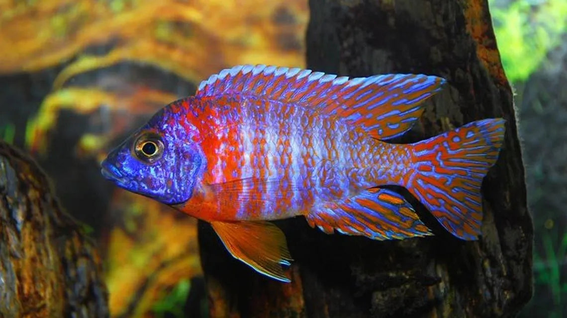 Red Peacock Cichlid AFRICAN CICHLIDS Danaqua Live Fish & More