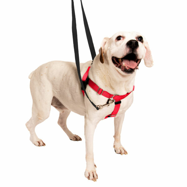 Red Freedom No-Pull Dog Harness 2 Hounds Design