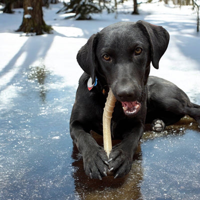 Hockey Stick Nylon Dog Chew Toy - Ultra-Durable for Aggressive Chewers USA Nylon Dog Toys SodaPup/True Dogs, LLC