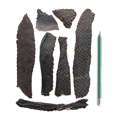 Super Foods Porky Liver Fillets 6oz SuperCan Bully Sticks