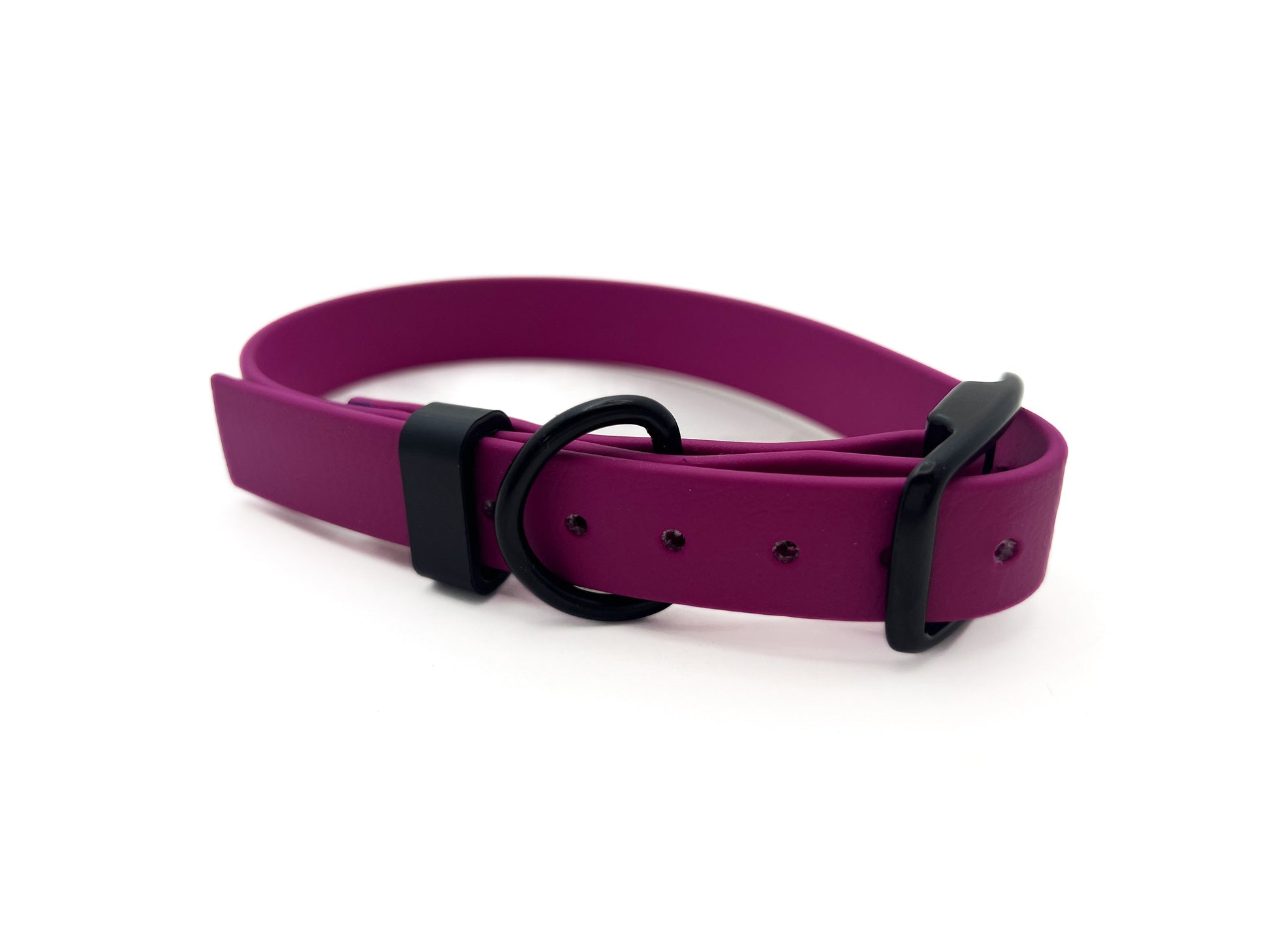 Image of a purple collar with black hardware on a white background