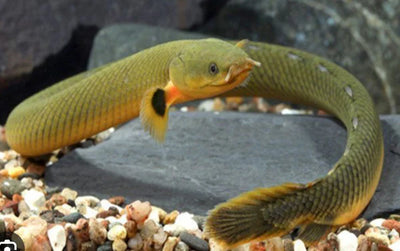 ROPE FISH NIGERIAN Danaqua Live Fish & More