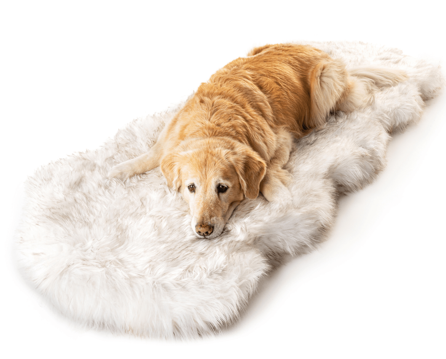 PupRug® Runner Faux Fur Memory Foam Dog Bed - Curve White with Brown Accents Dog Beds Paw