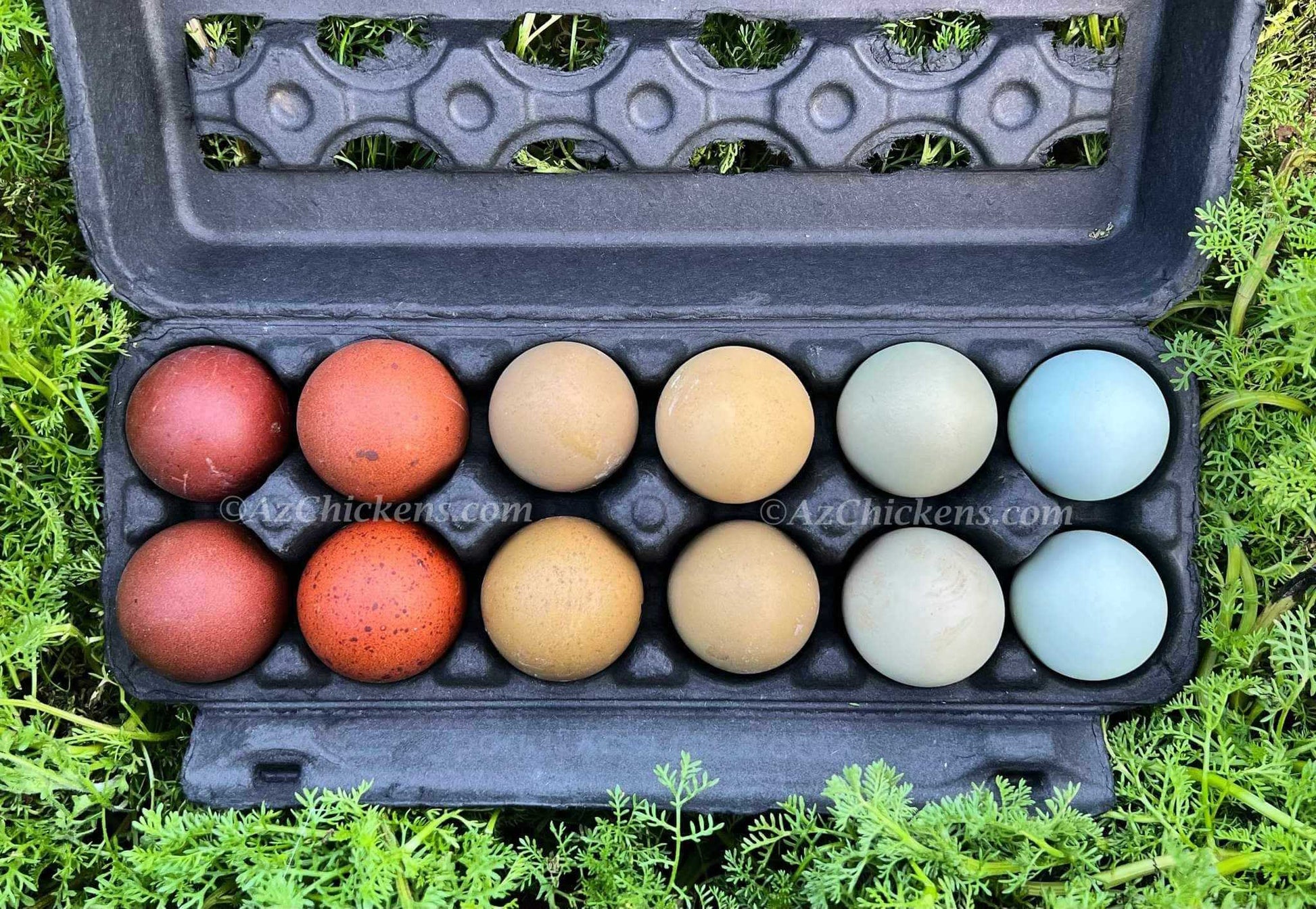Rainbow Egg Assortment – Buy 10 + 5 Bonus Free (15 All-Female, Shipping Included) Az Chickens