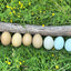 Rainbow Egg Assortment – Buy 10 + 5 Bonus Free (15 All-Female, Shipping Included) May 27th Az Chickens