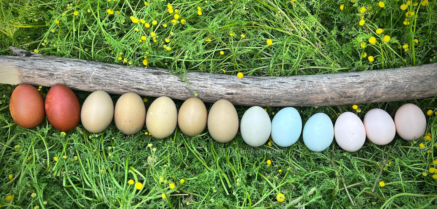 Rainbow Egg Assortment – Buy 10 + 5 Bonus Free (15 All-Female, Shipping Included) May 27th Az Chickens