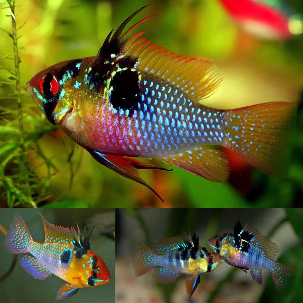 German Blue Rams AMERICAN CICHLID Danaqua Live Fish & More