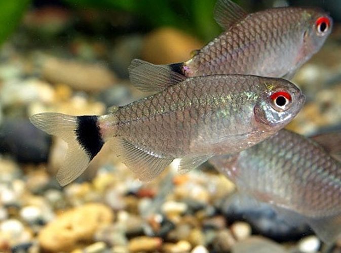 Redeye tetra TETRA Danaqua Live Fish & More