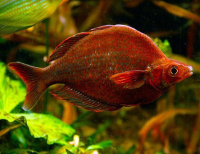 Red Irian Rainbowfish (PAIR) RAINBOW Danaqua Live Fish & More