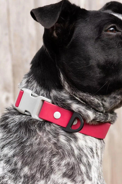 Red Mountain Syrah Waterproof Dog Collar Dog Collar Aria the Fox