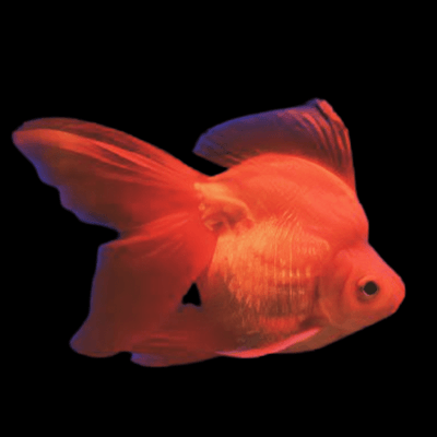 Red Ryukin goldfish GOLDFISH Danaqua Live Fish & More