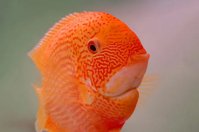 Red Spot Severum AMERICAN CICHLID Danaqua Live Fish & More