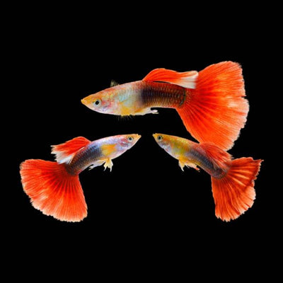 Red Tuxedo guppy PAIR GUPPY Danaqua Live Fish & More