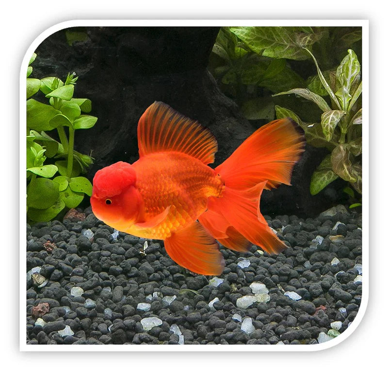 Red Oranda Goldfish GOLDFISH Danaqua Live Fish & More