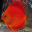 Super Red Discus DISCUS Danaqua Live Fish & More