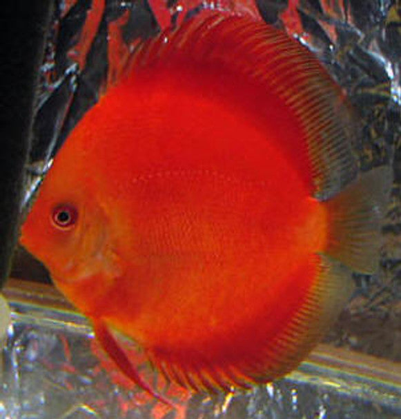Super Red Discus DISCUS Danaqua Live Fish & More