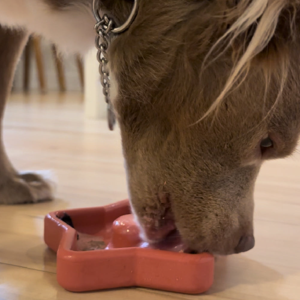 FreezStar - Long-Lasting Star Chew Freezbone