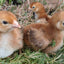 Rhode Island Red Chicks – Buy 10 + 5 Bonus Free (15 All-Female, Shipping Included) Az Chickens