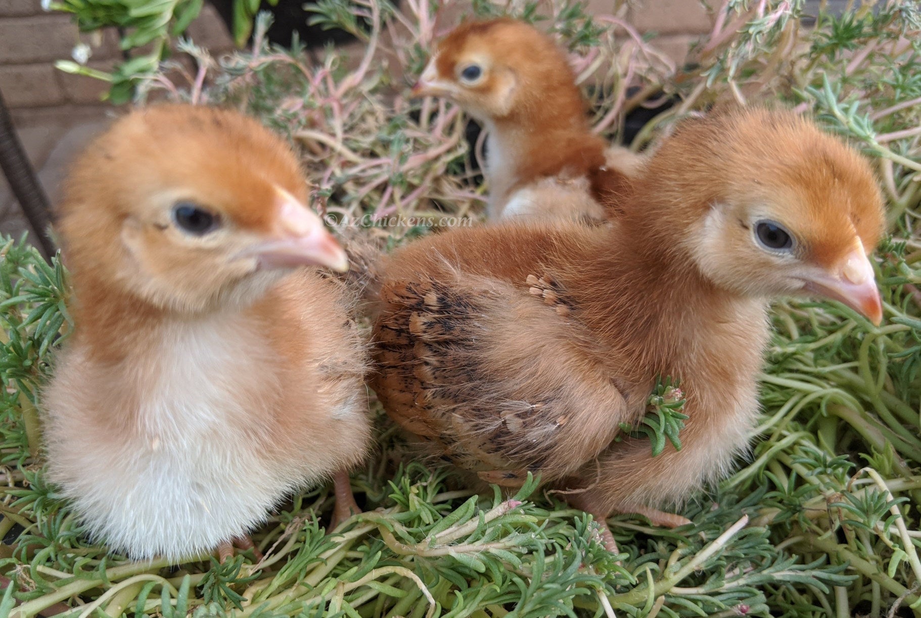 Rhode Island Red Chicks – Buy 10 + 5 Bonus Free (15 All-Female, Shipping Included) Az Chickens